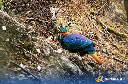 Himalayan Monal